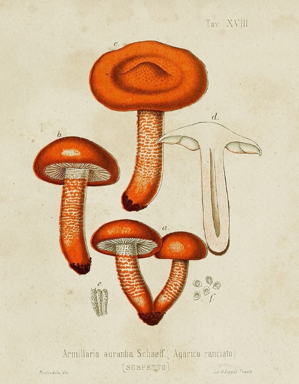 Picture of MUSHROOM VARIETIES IV