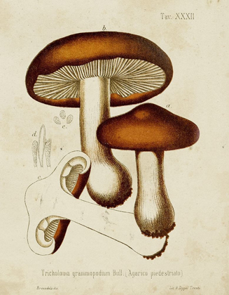 Picture of MUSHROOM VARIETIES VI