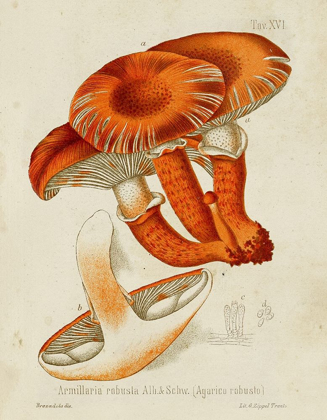 Picture of MUSHROOM VARIETIES VII