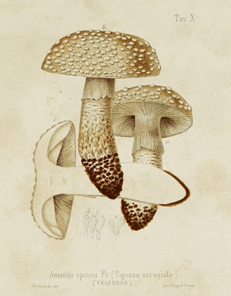 Picture of MUSHROOM VARIETIES VIII