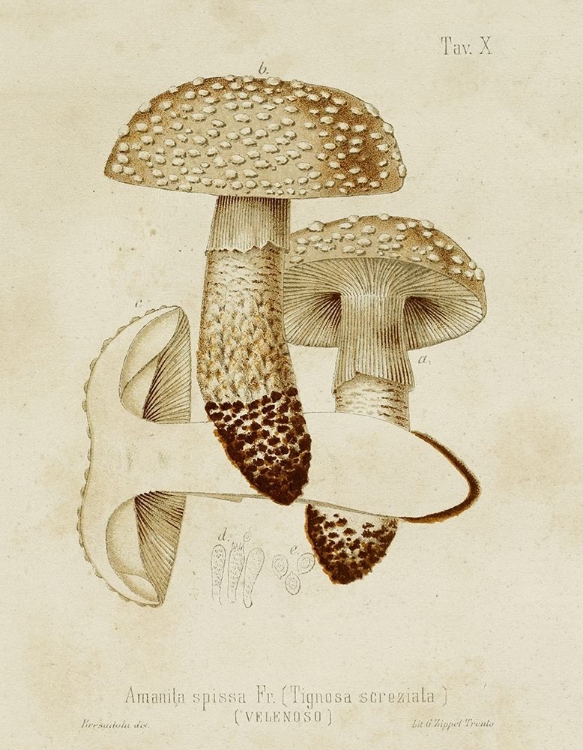 Picture of MUSHROOM VARIETIES VIII