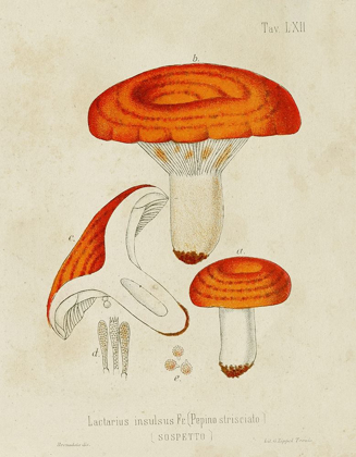 Picture of MUSHROOM VARIETIES IX