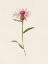 Picture of MAUVE GARDEN FLOWERS VI