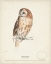 Picture of TAWNY OWL