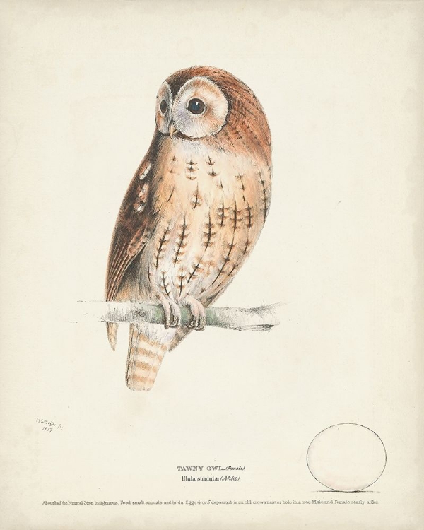 Picture of TAWNY OWL