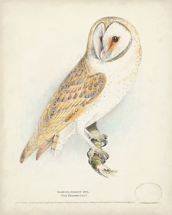 Picture of BARN OWL