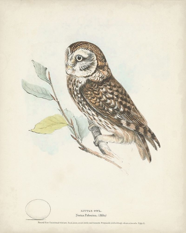 Picture of LITTLE OWL