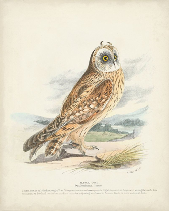 Picture of HAWK OWL