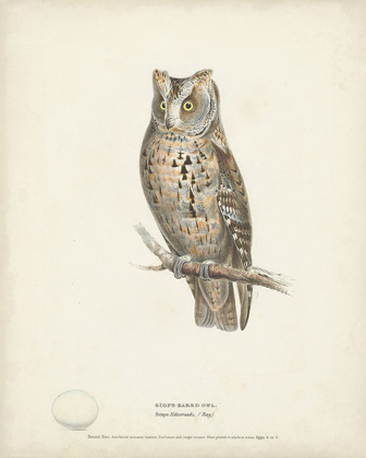 Picture of SCOPS- EARED OWL
