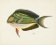 Picture of TROPICAL FISH COLLECTION I