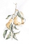 Picture of WATERCOLOR FRUIT CONTOUR I