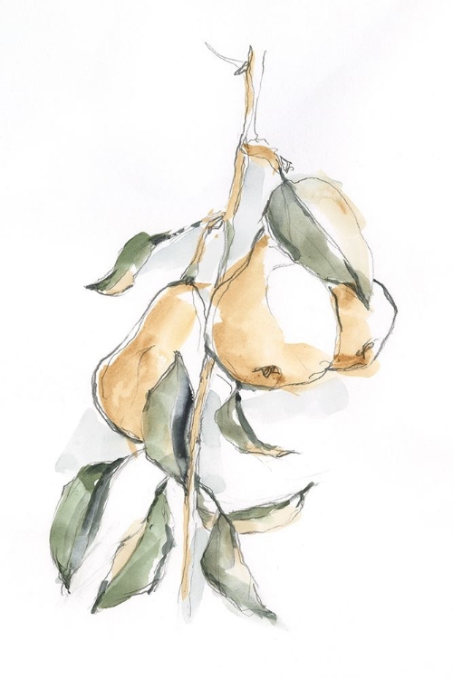 Picture of WATERCOLOR FRUIT CONTOUR I