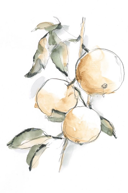 Picture of WATERCOLOR FRUIT CONTOUR II