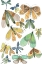 Picture of WINGS GALORE II