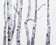 Picture of BIRCH TREES I