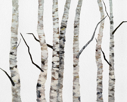 Picture of BIRCH TREES II