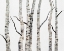 Picture of BIRCH TREES II