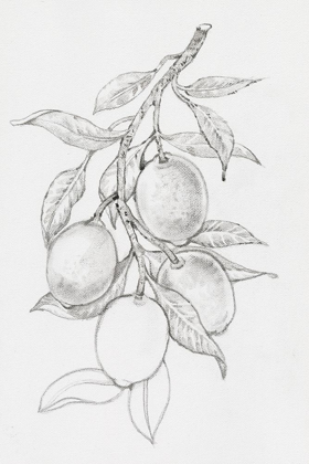 Picture of FRUIT-BEARING BRANCH I