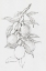 Picture of FRUIT-BEARING BRANCH I