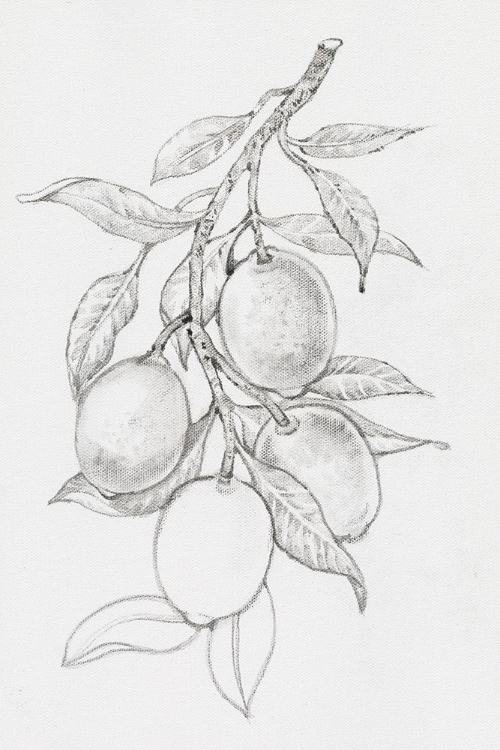 Picture of FRUIT-BEARING BRANCH I