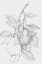 Picture of FRUIT-BEARING BRANCH III