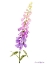 Picture of ANNIES FOXGLOVE I