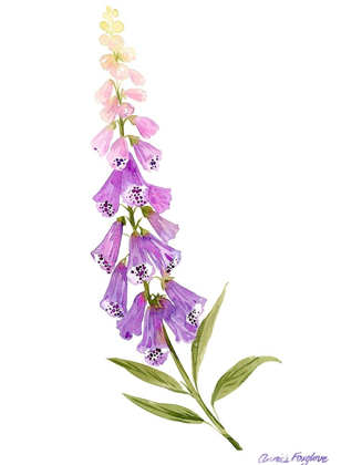 Picture of ANNIES FOXGLOVE II