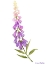 Picture of ANNIES FOXGLOVE II