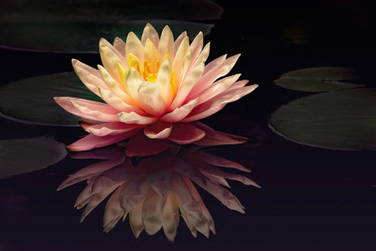 Picture of PHOTOGRAPHY STUDY WATER LILY