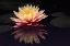 Picture of PHOTOGRAPHY STUDY WATER LILY