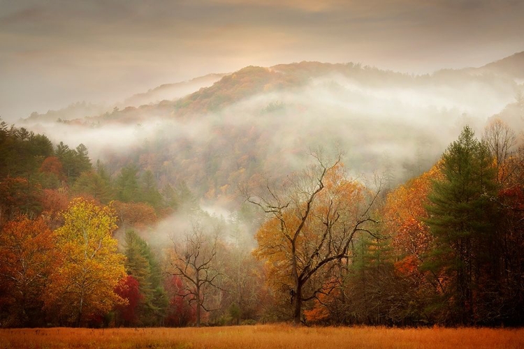 Picture of PHOTOGRAPHY STUDY AUTUMN MIST