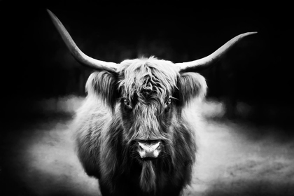 Picture of PHOTOGRAPHY STUDY HIGHLAND CATTLE