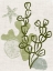 Picture of CORAL BLOCKPRINT I