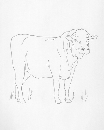 Picture of LIMOUSIN CATTLE I