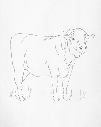 Picture of LIMOUSIN CATTLE I