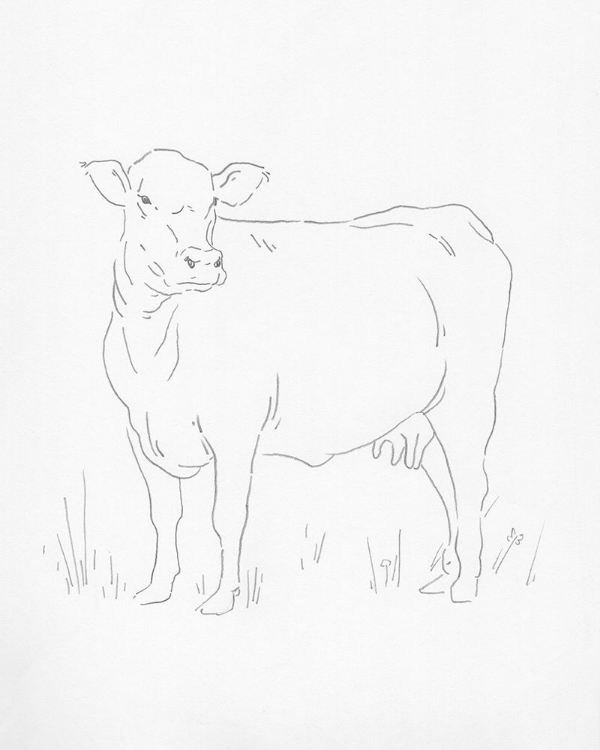 Picture of LIMOUSIN CATTLE II