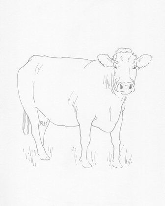 Picture of LIMOUSIN CATTLE III