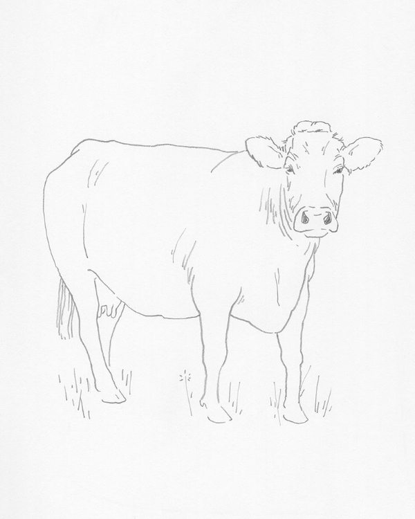 Picture of LIMOUSIN CATTLE III