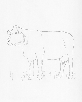 Picture of LIMOUSIN CATTLE IV
