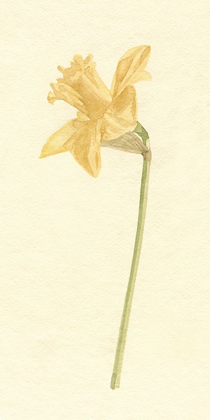 Picture of VINTAGE DAFFODIL I