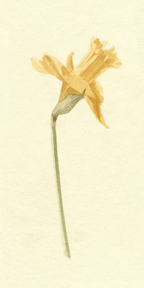 Picture of VINTAGE DAFFODIL II