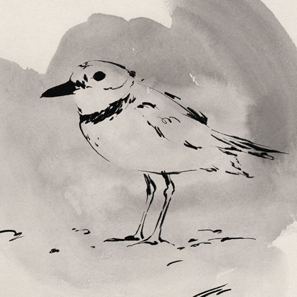 Picture of INKY PLOVER II