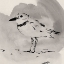 Picture of INKY PLOVER II