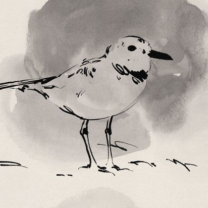Picture of INKY PLOVER III