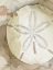 Picture of DRY SAND DOLLAR II