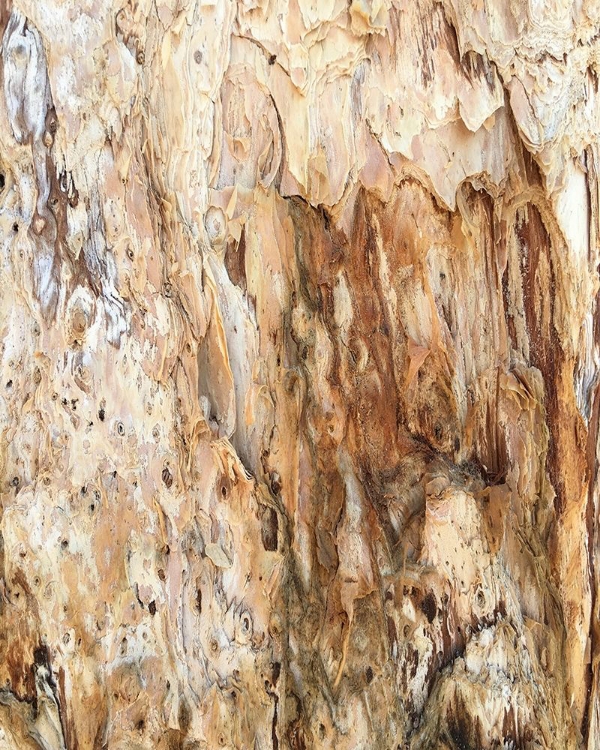 Picture of TREE TEXTURE TRIPTYCH III