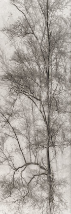 Picture of TREE TRIPTYCH I
