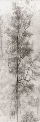 Picture of TREE TRIPTYCH II