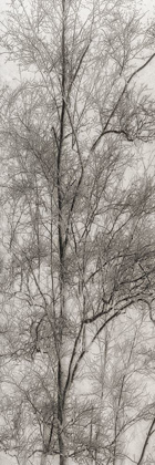 Picture of TREE TRIPTYCH III