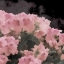 Picture of BLUSH RUSH II